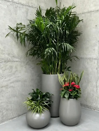 海曙办公室植物租赁店-鄞州绿植租摆申请-海曙绿植租摆费用-慈溪绿植租赁常见疑问